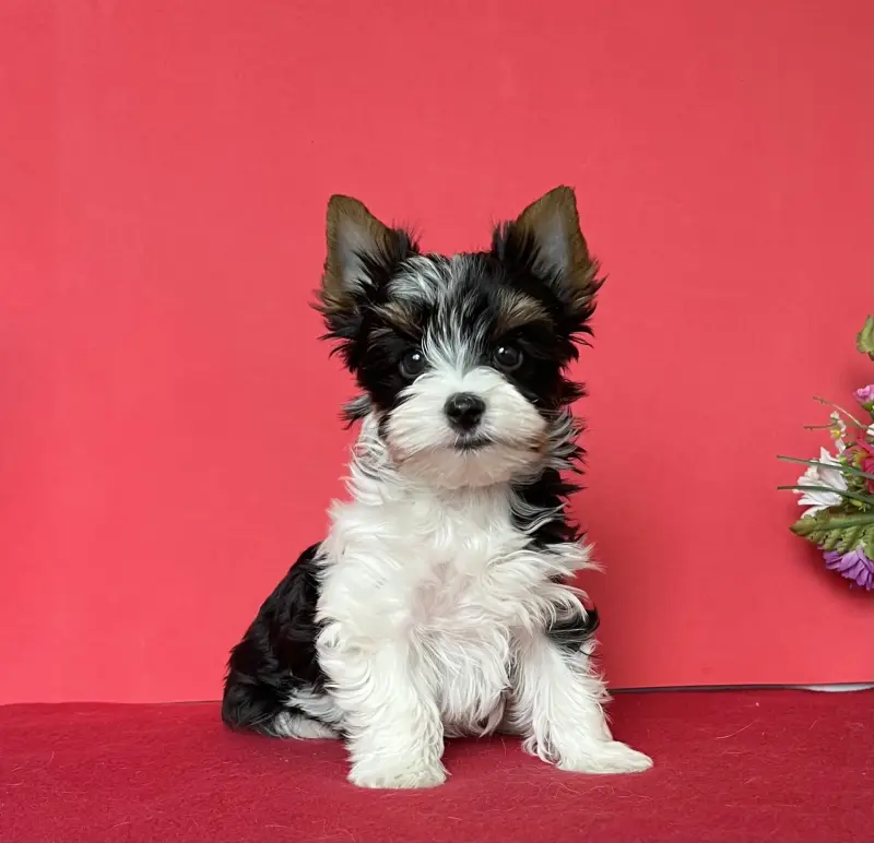 Бивер йорк - Яновичи - 235939 - Доска объявлений Kupika.by - Фото 2