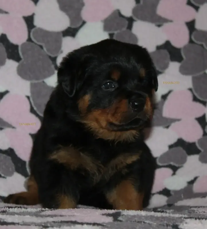 Собаки - щенки ротвейлера - Вся Беларусь - Фото 2 щенки ротвейлера - Вся Беларусь - 235523 - Доска объявлений Kupika.by - Фото 2