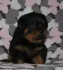 Собаки - щенки ротвейлера - Вся Беларусь - Фото 2 щенки ротвейлера - Вся Беларусь - 235523 - Доска объявлений Kupika.by - Фото 2