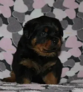 щенки ротвейлера