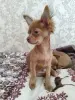 Мальчик чихуахуа красивого окраса - Вся Беларусь - 238325 - Доска объявлений Kupika.by - Фото 6