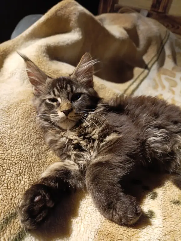 Котик Мейн-кун - Уваровичи - 238230 - Доска объявлений Kupika.by - Фото 2