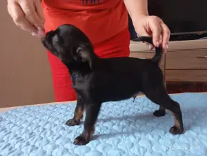 щенки пти брабансона