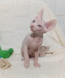 Канадский сфинкс