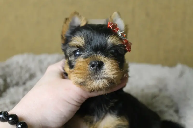 Девочка йорк