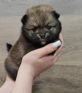 Супер девочка померанский шпиц мишка