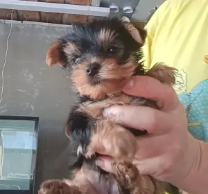 Йоркширский терьер