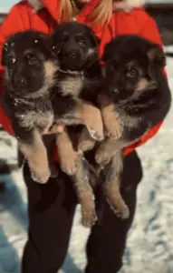 Щенки немецкой овчарки