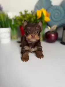 Щенки мини йорка и бивер-йорк доставка