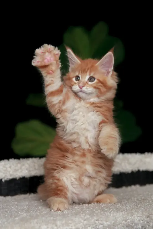 Кошки - Чистокровный Мальчик МЕЙН-КУН - Вся Беларусь - Фото 6 Чистокровный Мальчик МЕЙН-КУН - Вся Беларусь - 238285 - Доска объявлений Kupika.by - Фото 6