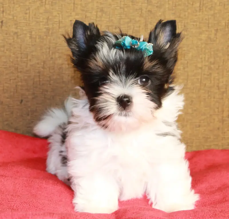 Бивер йорк мальчик