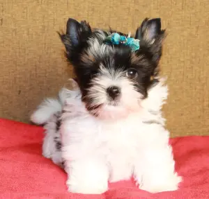 Бивер йорк мальчик