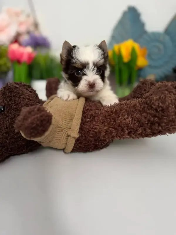 Мини и мелкий стандарт щенкийорка и бивер-йорк доставка