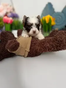 Мини и мелкий стандарт щенкийорка и бивер-йорк доставка