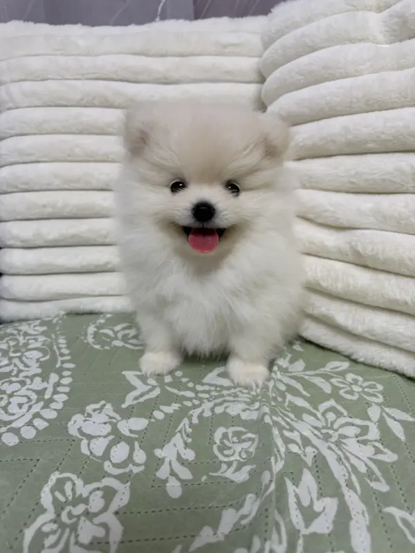 Померанский шпиц мальчики - Кличев - 238225 - Доска объявлений Kupika.by - Фото 3