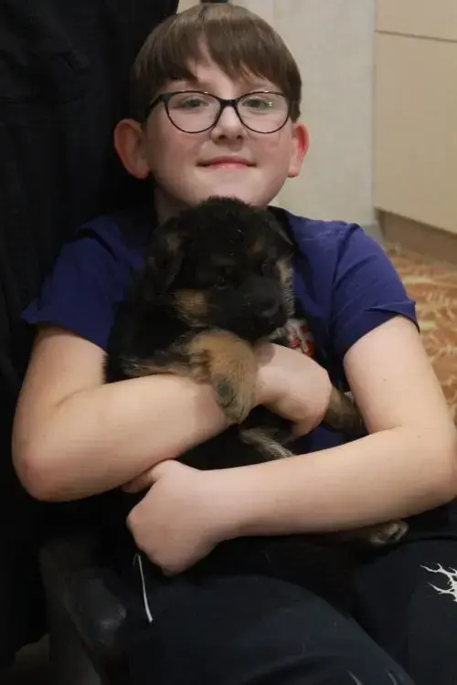 Собаки - щенки чистокровных немцев с родословной БКО - Вся Беларусь - Фото 4 щенки чистокровных немцев с родословной БКО - Вся Беларусь - 160896 - Доска объявлений Kupika.by - Фото 4