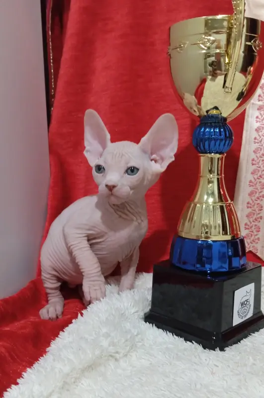 Канадский сфинкс