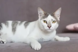 Вива - кошечка в шапочке