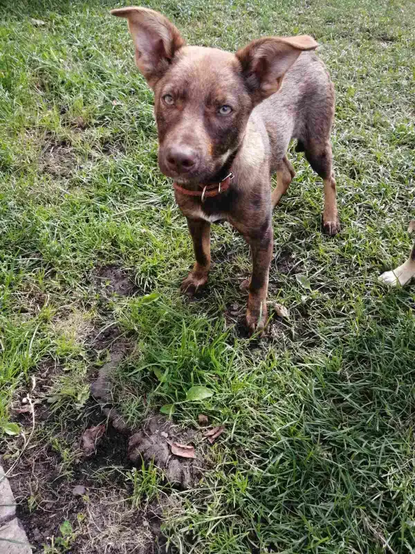 Щенки из леса ищут дом! В дар!