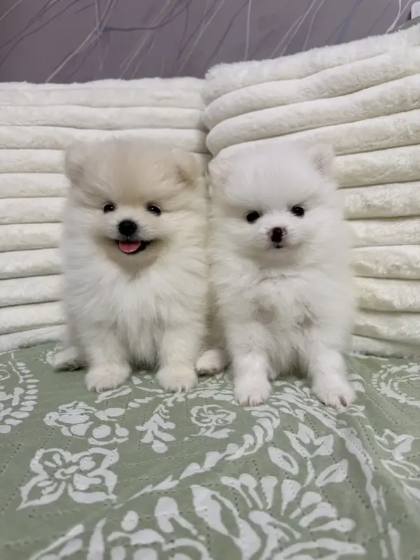 Померанский шпиц мальчики(для брони)