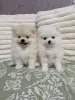 Померанский шпиц мальчики(для брони) - Вся Беларусь - 238225 - Доска объявлений Kupika.by