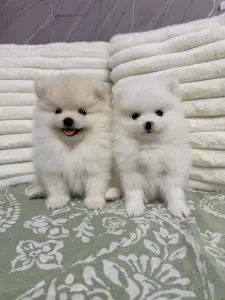 Померанский шпиц мальчики(для брони)