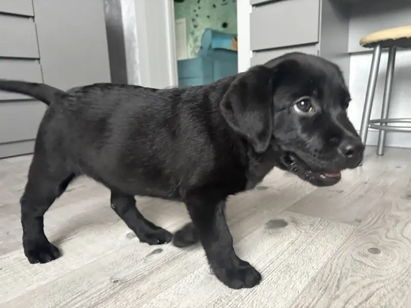 Собаки - Щенки лабрадора - Плещеницы - Фото 4 Щенки лабрадора - Плещеницы - 237484 - Доска объявлений Kupika.by - Фото 4