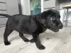 Собаки - Щенки лабрадора - Плещеницы - Фото 4 Щенки лабрадора - Плещеницы - 237484 - Доска объявлений Kupika.by - Фото 4