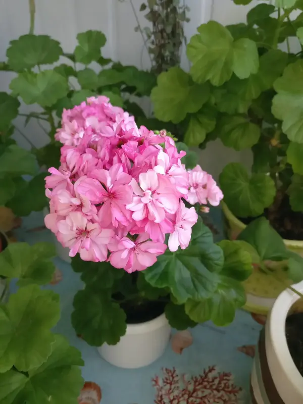 Герань цветущая розовой окраски Occold Lagoon