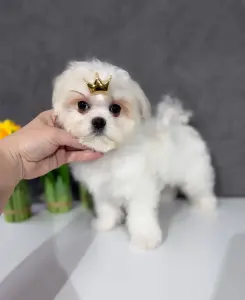 Мальчики корея бебифейс мальтезе достака4 месяца