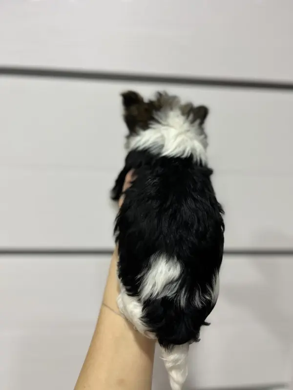 Бивер девочка - Вся Беларусь - 235816 - Доска объявлений Kupika.by - Фото 2