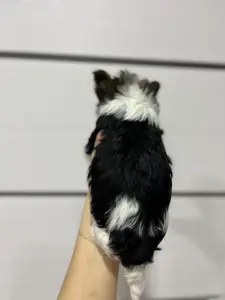 Бивер девочка