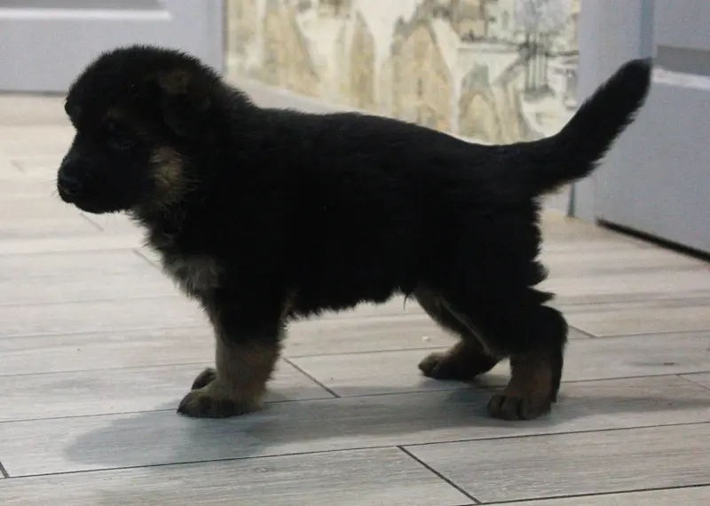 Собаки - щенки чистокровных немцев с родословной БКО - Вся Беларусь - Фото 2 щенки чистокровных немцев с родословной БКО - Вся Беларусь - 160896 - Доска объявлений Kupika.by - Фото 2