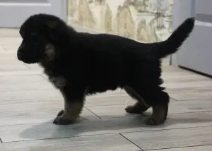 щенки чистокровных немцев с родословной БКО