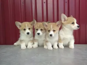 Щенки Корги