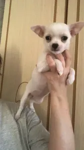 Чихуахуа щенок