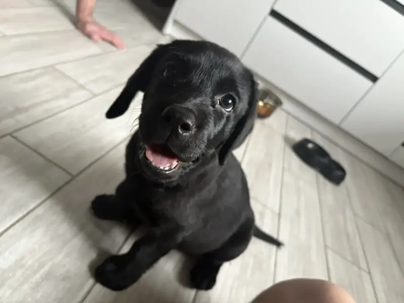 Собаки - Щенки лабрадора - Плещеницы - Фото 2 Щенки лабрадора - Плещеницы - 237484 - Доска объявлений Kupika.by - Фото 2