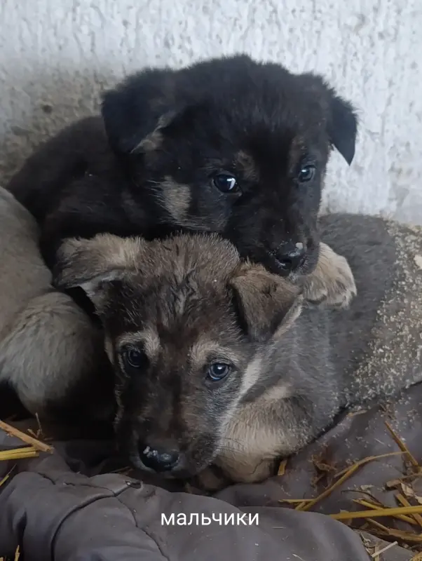 Собаки - Щенки - Вся Беларусь - Фото 2 Щенки - Вся Беларусь - 237522 - Доска объявлений Kupika.by - Фото 2