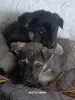 Собаки - Щенки - Вся Беларусь - Фото 2 Щенки - Вся Беларусь - 237522 - Доска объявлений Kupika.by - Фото 2