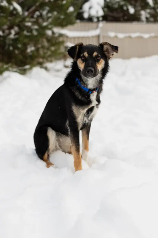 Собака Умнейшая Козявочка ждет свою семью - Вся Беларусь - 233828 - Доска объявлений Kupika.by - Фото 5