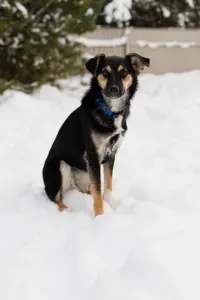 Собака Умнейшая Козявочка ждет свою семью