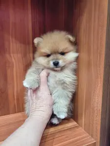 Девочка померанского шпица