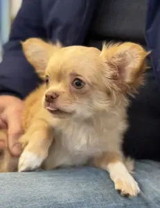 Чихуахуа щенок