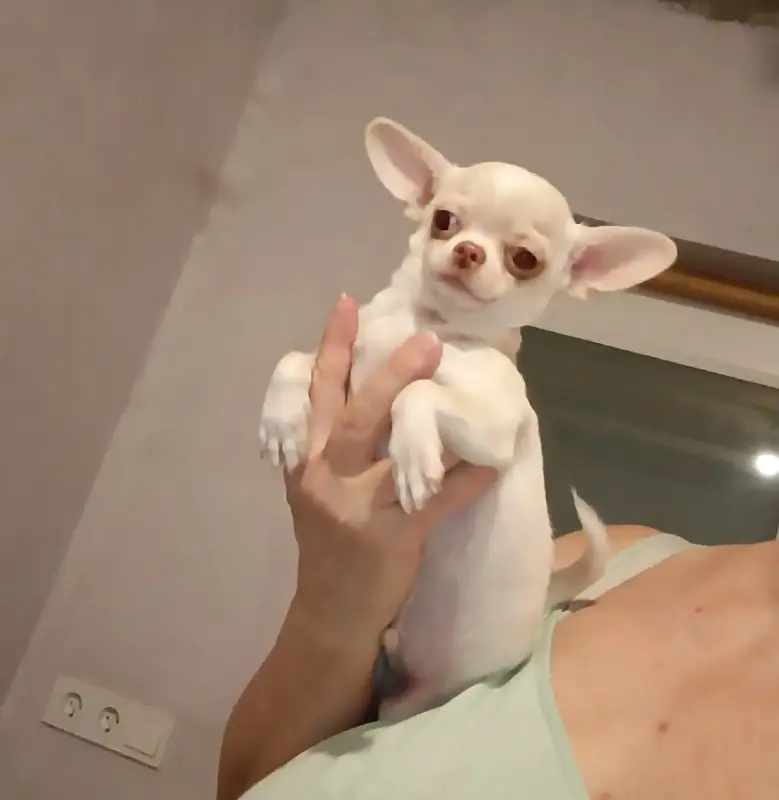 Чихуахуа - Вся Беларусь - 237310 - Доска объявлений Kupika.by - Фото 2