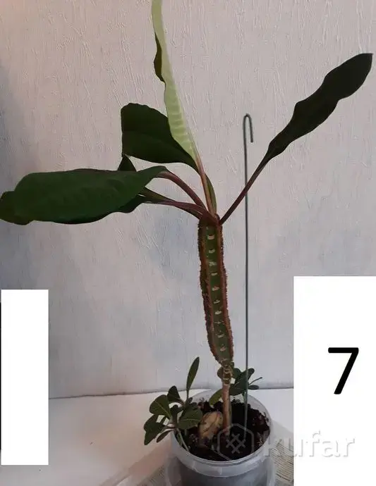 Комнатные цветы растения для квартиры, дома - Вся Беларусь - 236735 - Доска объявлений Kupika.by - Фото 4