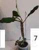 Комнатные цветы растения для квартиры, дома - Вся Беларусь - 236735 - Доска объявлений Kupika.by - Фото 4