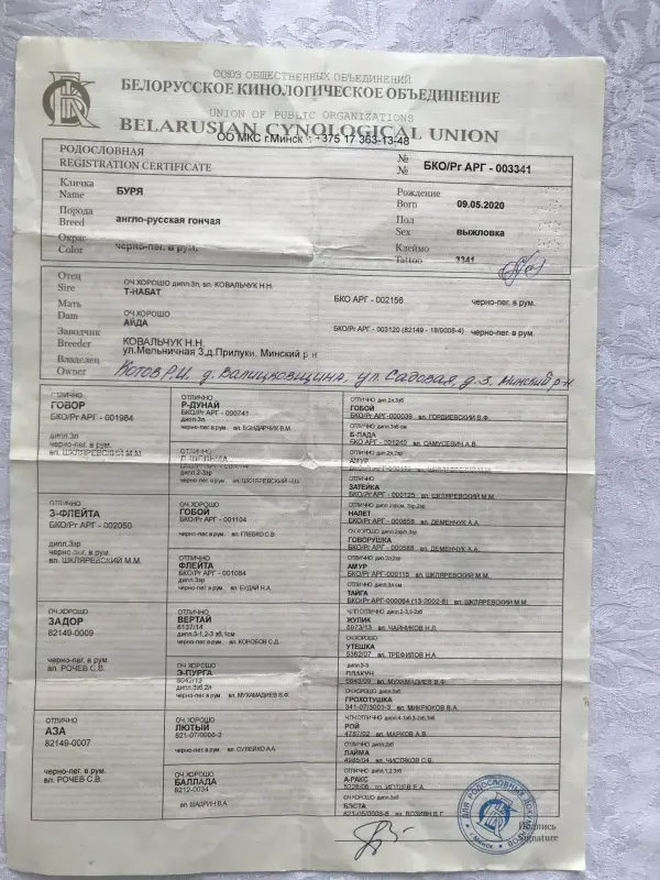 Щенки англо-русской гончей - Ружаны - 237712 - Доска объявлений Kupika.by - Фото 3