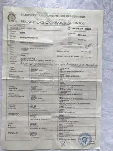 Щенки англо-русской гончей