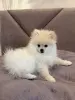 Щенки померанского шпица - Вся Беларусь - 237950 - Доска объявлений Kupika.by