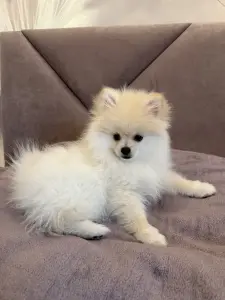 Щенки померанского шпица